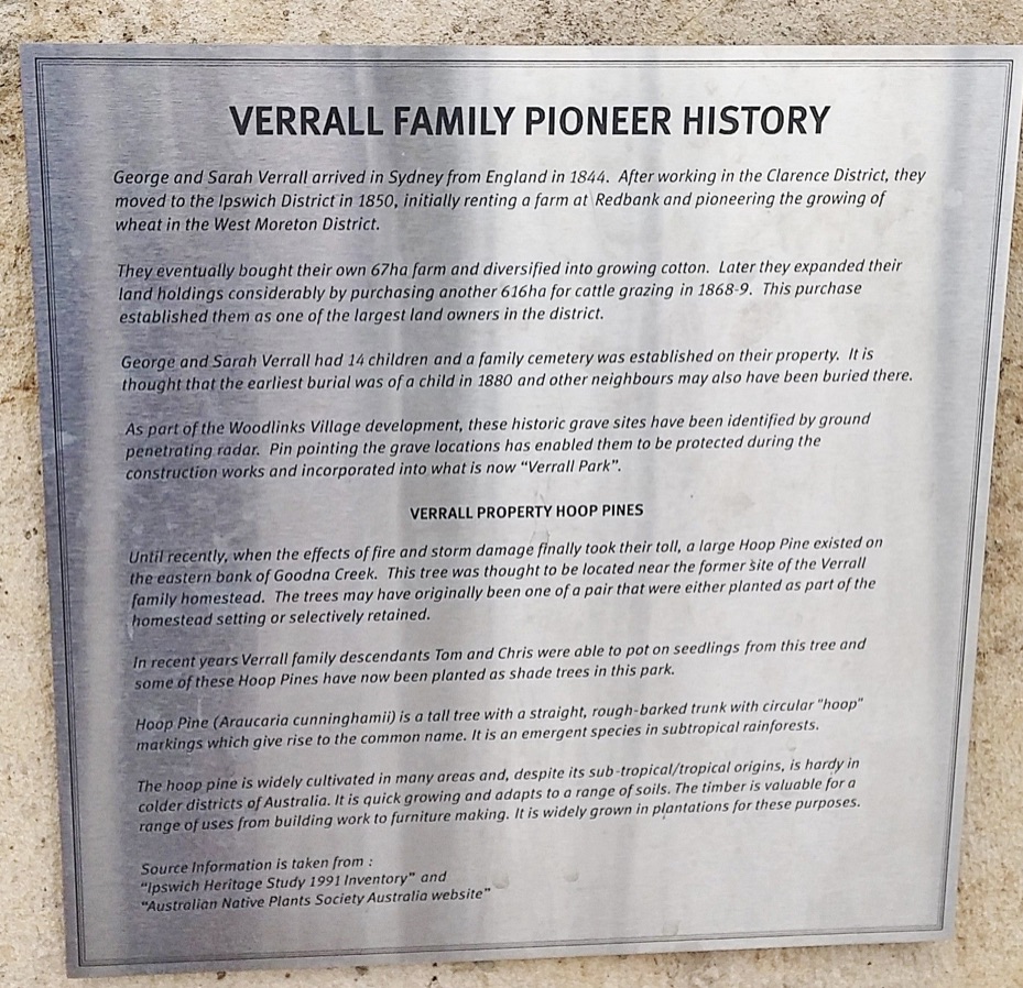 Historic hoop pines at Verrall Park