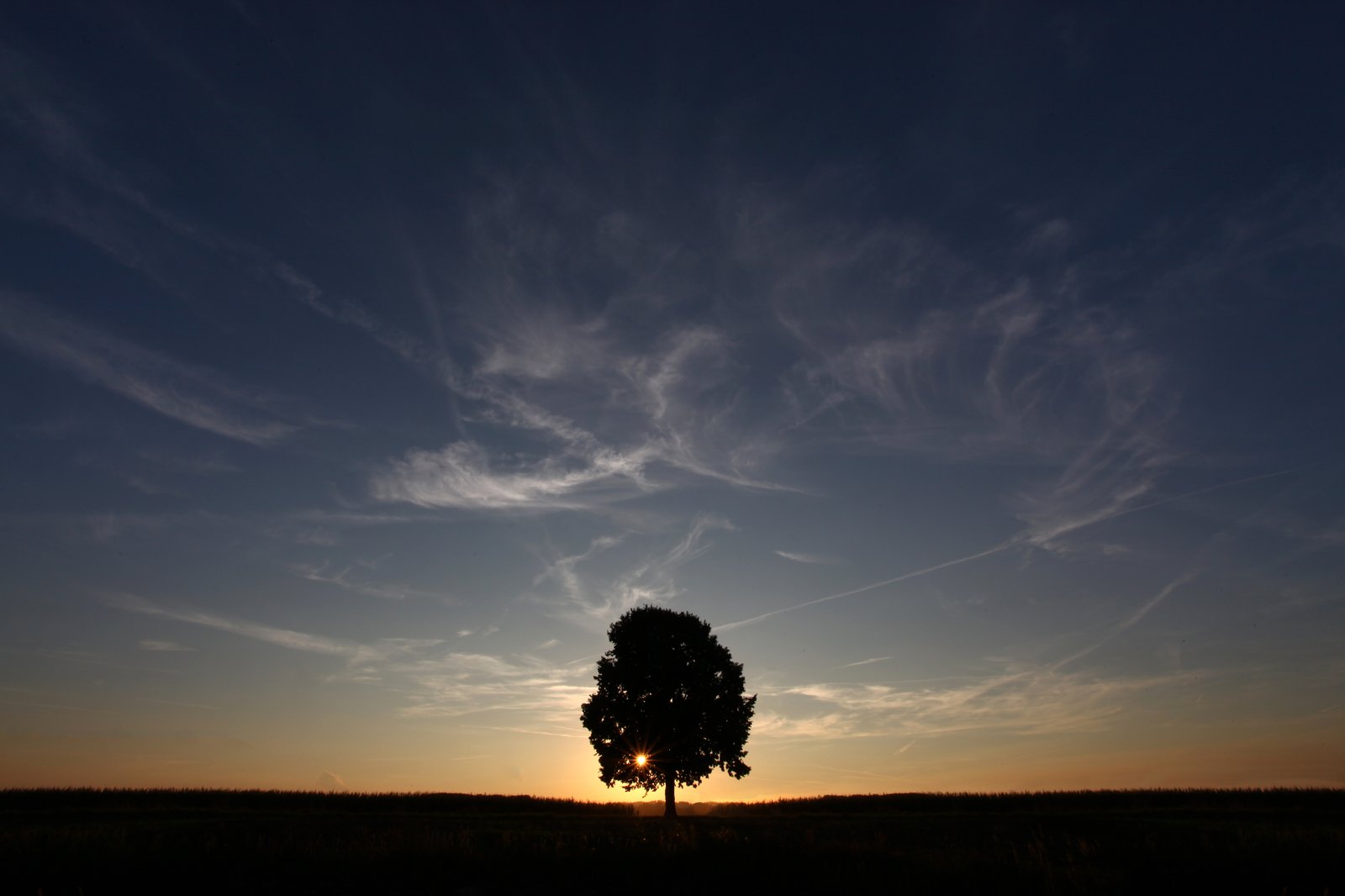 A lone tree silhouetted against a sunset sky